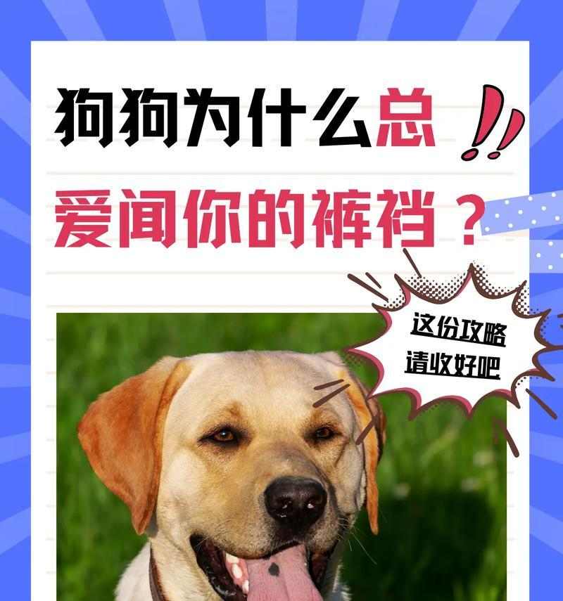 了解狗狗咬自己行为原因与有效应对策略 - 悠悠酷狗网