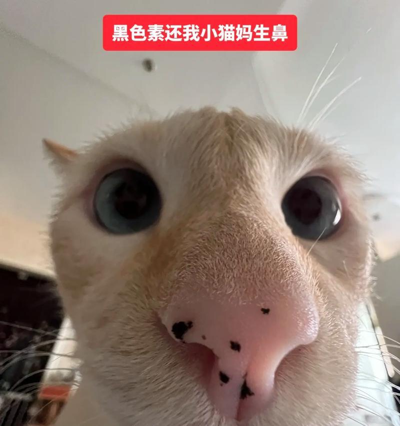 暹罗猫剃毛后变黑的原因与有效护理方法全解析(图3) 暹罗猫剃毛后变黑的原因与有效护理方法全解析(图3)