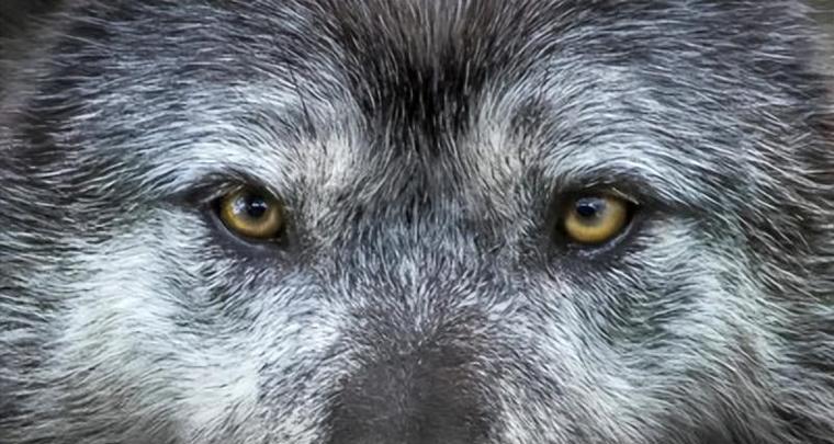 狗眼神中的真诚与温暖深情展现宠物的情感连接(图2) 狗眼神中的真诚与温暖深情展现宠物的情感连接(图2)