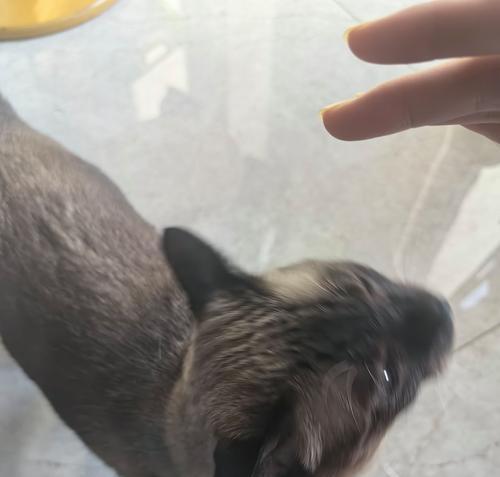 暹罗猫剃毛后变黑的原因与有效护理方法全解析(图2) 暹罗猫剃毛后变黑的原因与有效护理方法全解析(图2)