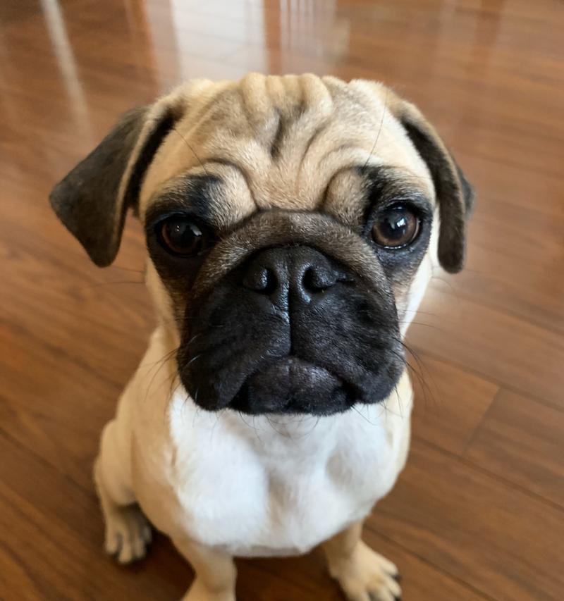 狗眼神中的真诚与温暖深情展现宠物的情感连接(图1) 狗眼神中的真诚与温暖深情展现宠物的情感连接(图1)