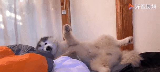 狗半夜离家原因及解决方法详解|助你安抚宠物(图2) 狗半夜离家原因及解决方法详解|助你安抚宠物(图2)