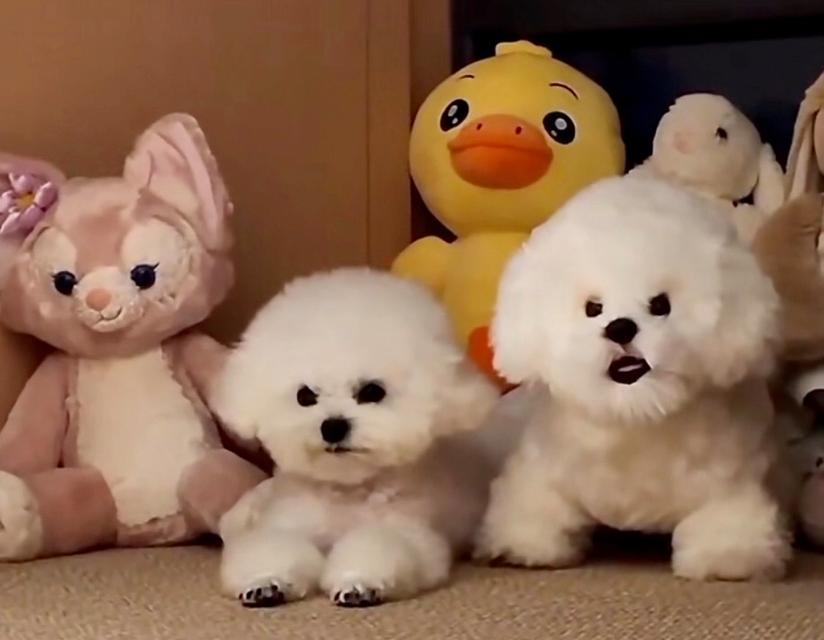 狗半夜离家原因及解决方法详解|助你安抚宠物(图1) 狗半夜离家原因及解决方法详解|助你安抚宠物(图1)