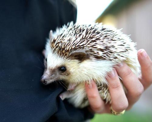 刺猬健康饮食指南：避免禁食危害确保活力(图1)