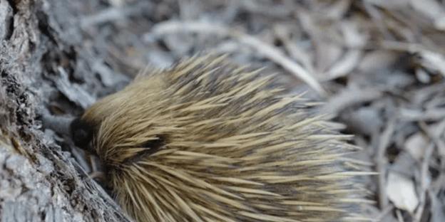 刺猬健康饮食指南：避免禁食危害确保活力(图3)