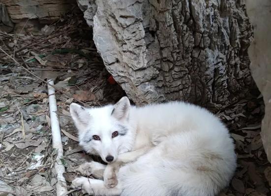 家养狐狸指南：适合家庭的宠物狐狸品种全解析(图3)