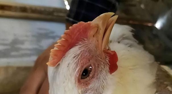 斗牛犬咳嗽治疗方法|有效缓解咳嗽的关键策略(图1) 斗牛犬咳嗽治疗方法|有效缓解咳嗽的关键策略(图1)