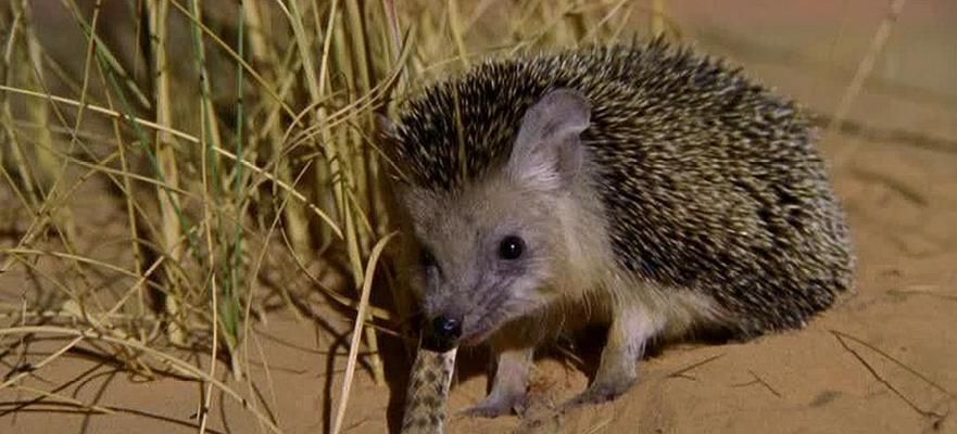 刺猬健康饮食指南：避免禁食危害确保活力(图2)