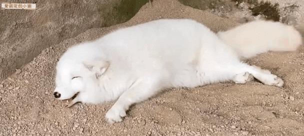 家养狐狸指南：适合家庭的宠物狐狸品种全解析(图1)