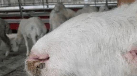 斗牛犬咳嗽治疗方法|有效缓解咳嗽的关键策略(图3) 斗牛犬咳嗽治疗方法|有效缓解咳嗽的关键策略(图3)