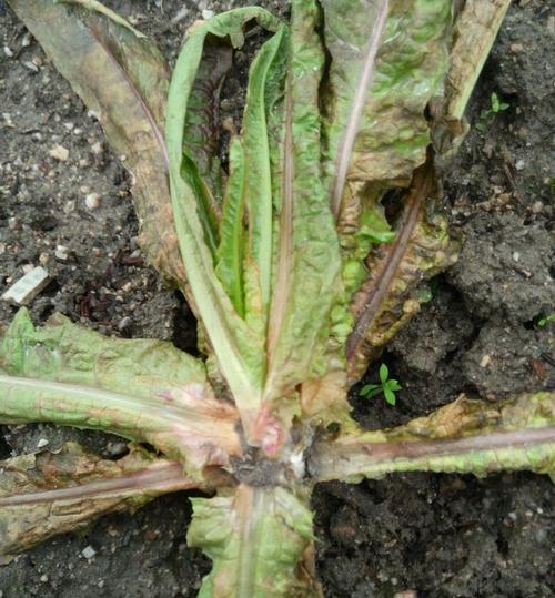 斗牛犬咳嗽治疗方法|有效缓解咳嗽的关键策略(图2) 斗牛犬咳嗽治疗方法|有效缓解咳嗽的关键策略(图2)