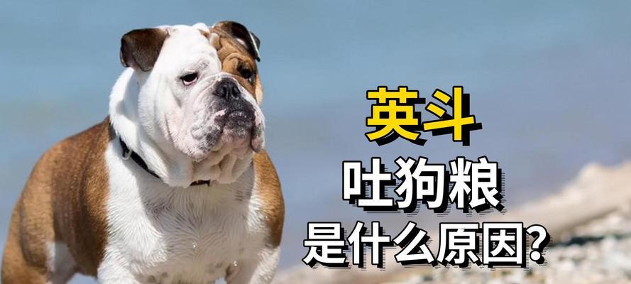 狗粮的重要性与多方面益处全面解析 - 悠悠酷狗网