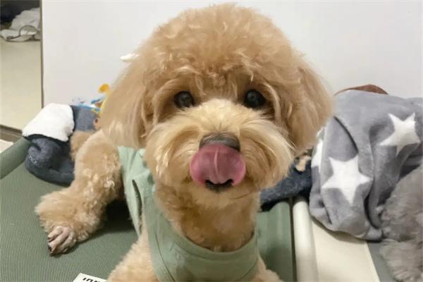 泰迪犬莫名其妙腿瘸了是为什么？ - 悠悠酷狗网