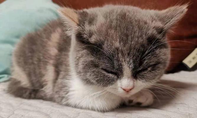 小猫疫苗全指南，保护宠物健康的关键措施 - 悠悠酷狗网