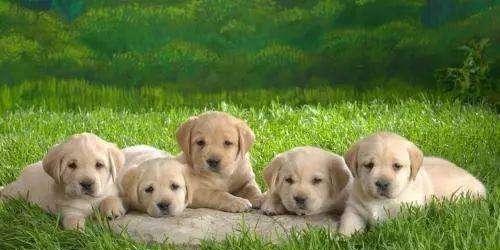 养狗最佳时机指南：不同阶段的照护要点解析(图2)