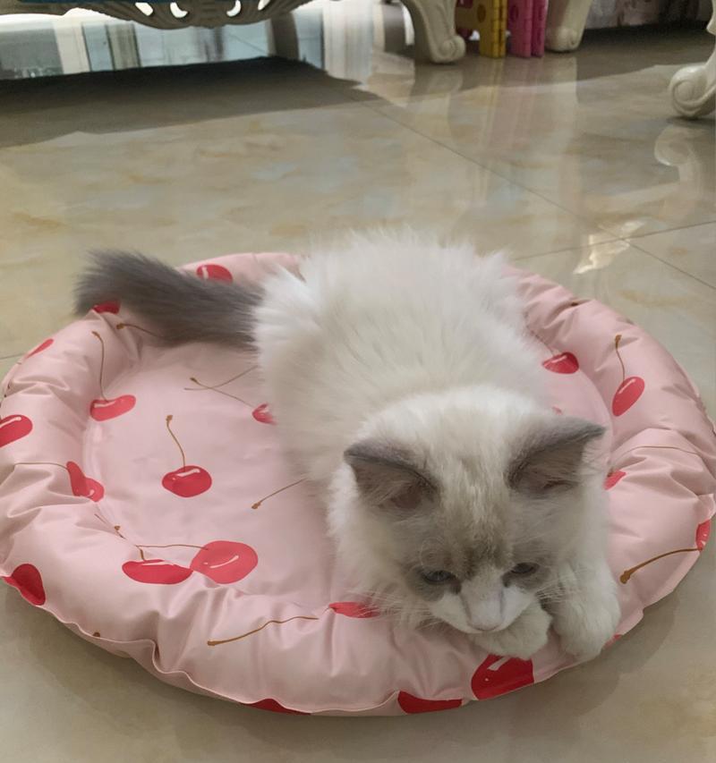 小猫疫苗全指南，保护宠物健康的关键措施(图3)