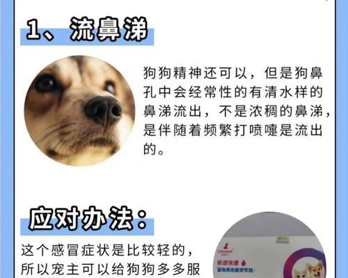 狗狗发烧应对指南：预防护理和快速康复措施 - 悠悠酷狗网