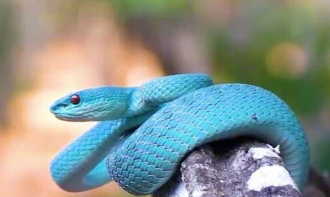 世界各地的蛇肉美食文化与特色菜肴解析(图1)