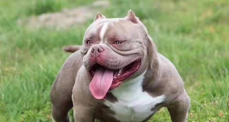 恶霸狗全方位解析：起源、外貌与饲养技巧(图3)