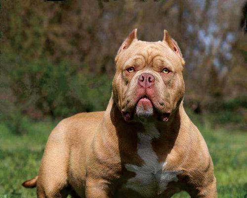 恶霸狗全方位解析：起源、外貌与饲养技巧(图2)