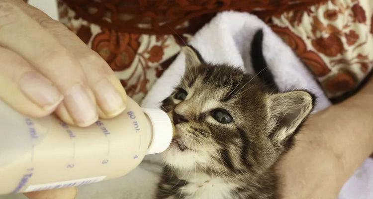 猫咪离乳期全指南：关键时间点与正确照料技巧(图3)