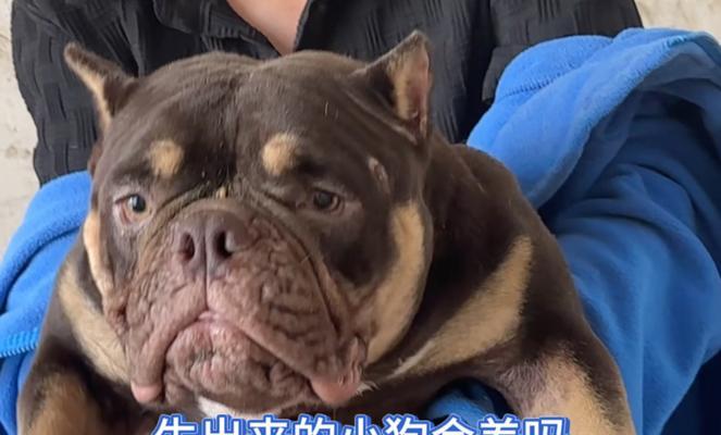 恶霸狗全方位解析：起源、外貌与饲养技巧(图1)