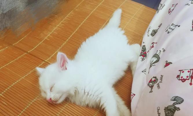 猫咪离乳期全指南：关键时间点与正确照料技巧 - 悠悠酷狗网