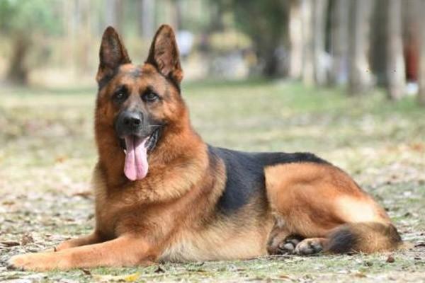 犬猫髋关节发育异常 - 悠悠酷狗网