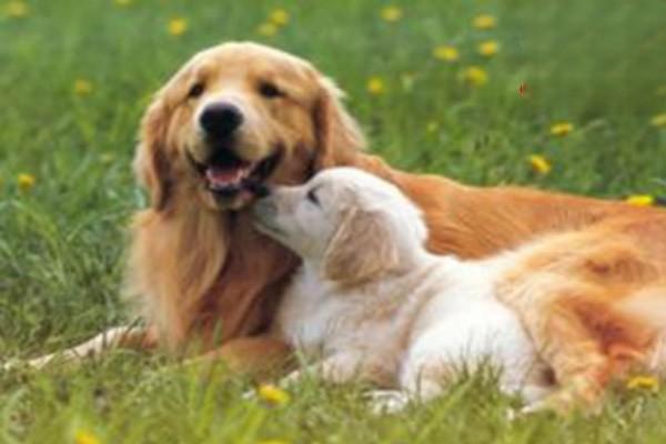 犬猫髋关节发育异常(图2)