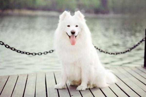 犬猫多发性软骨源性骨疣 - 悠悠酷狗网