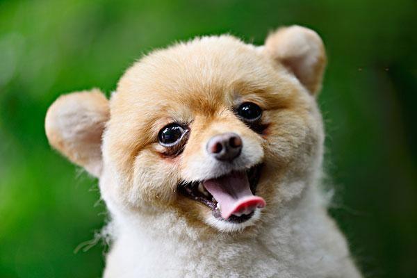 犬猫类风湿性关节炎(图2)