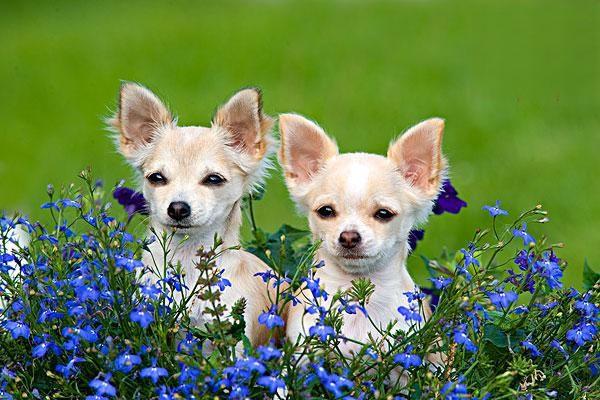 犬猫膝盖骨脱位(图1)