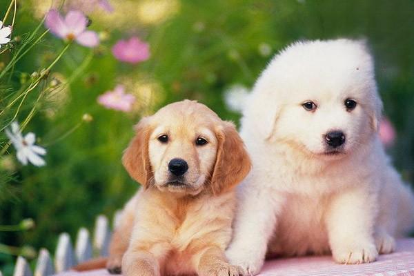 犬猫类风湿性关节炎 - 悠悠酷狗网