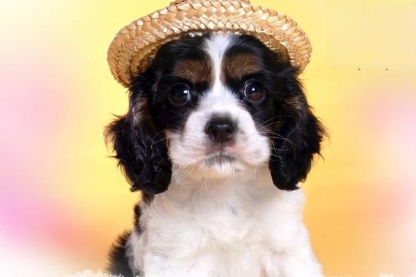 犬猫关节扭伤 - 悠悠酷狗网