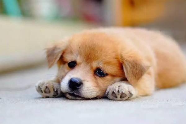 犬猫关节扭伤(图2)