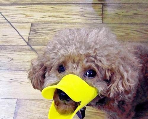 爱咬东西的狗如何正确训练（探究狗咬东西的原因及解决方法）(图2)