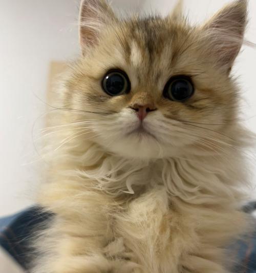 猫流眼泪的原因解析（探究猫咪为何会流泪以及如何应对）(图2)