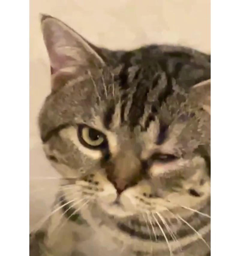 猫流眼泪的原因解析（探究猫咪为何会流泪以及如何应对） - 悠悠酷狗网