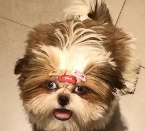 三个月大的狗狗是什么样子的？（探索三个月大狗狗的成长和特征） - 悠悠酷狗网