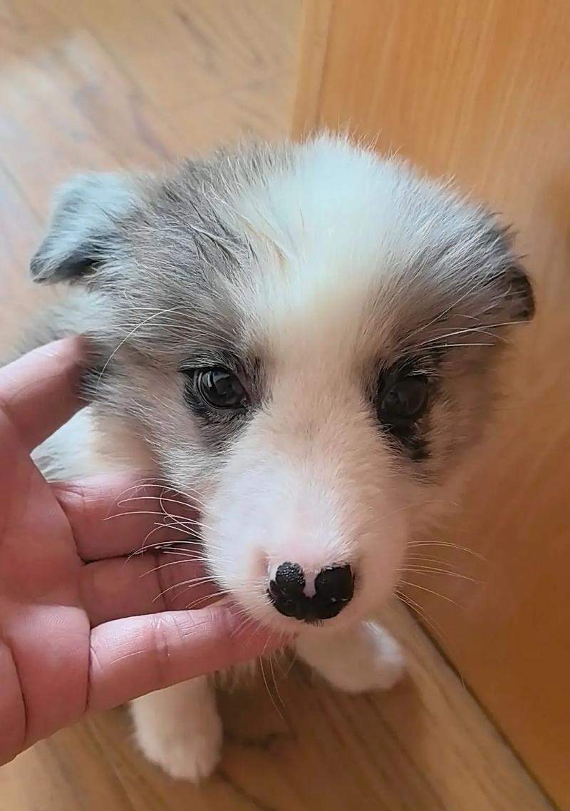 三个月大的狗狗是什么样子的?(探索三个月大狗狗的成长和特征)(图2) 三个月大的狗狗是什么样子的?(探索三个月大狗狗的成长和特征)(图2)