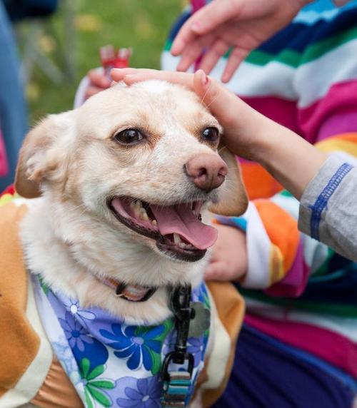 爱咬东西的狗如何正确训练（探究狗咬东西的原因及解决方法）(图3)