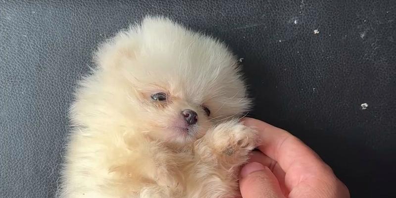 三个月大的狗狗是什么样子的?(探索三个月大狗狗的成长和特征)(图3) 三个月大的狗狗是什么样子的?(探索三个月大狗狗的成长和特征)(图3)