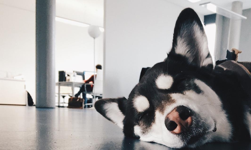 爱咬东西的狗如何正确训练（探究狗咬东西的原因及解决方法） - 悠悠酷狗网