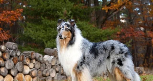 苏牧与喜乐蒂的差异（一探两位音乐家的个性与创作风格） - 悠悠酷狗网