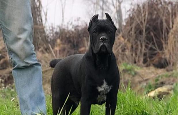 以养卡斯罗还可以养什么犬？（探索适合与卡斯罗相处的其他犬种）(图1)