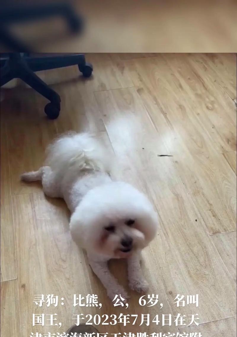 寻找一只好听的以公比熊名字（如何为你的可爱宠物选择一个独特的名字） - 悠悠酷狗网