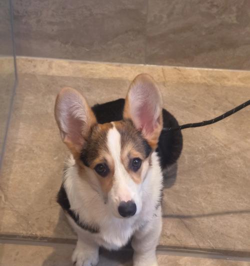 小柯基的耳朵之美（探秘小柯基耳朵的形状与特点）(图3)