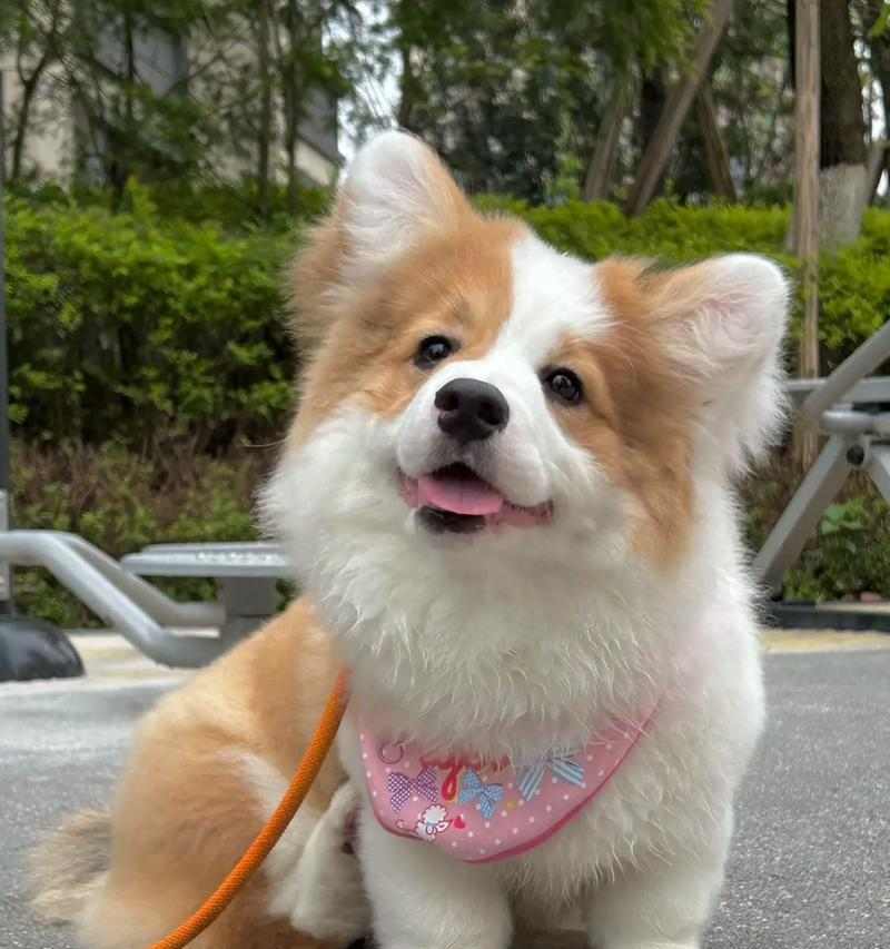 小柯基的耳朵之美（探秘小柯基耳朵的形状与特点）(图1)