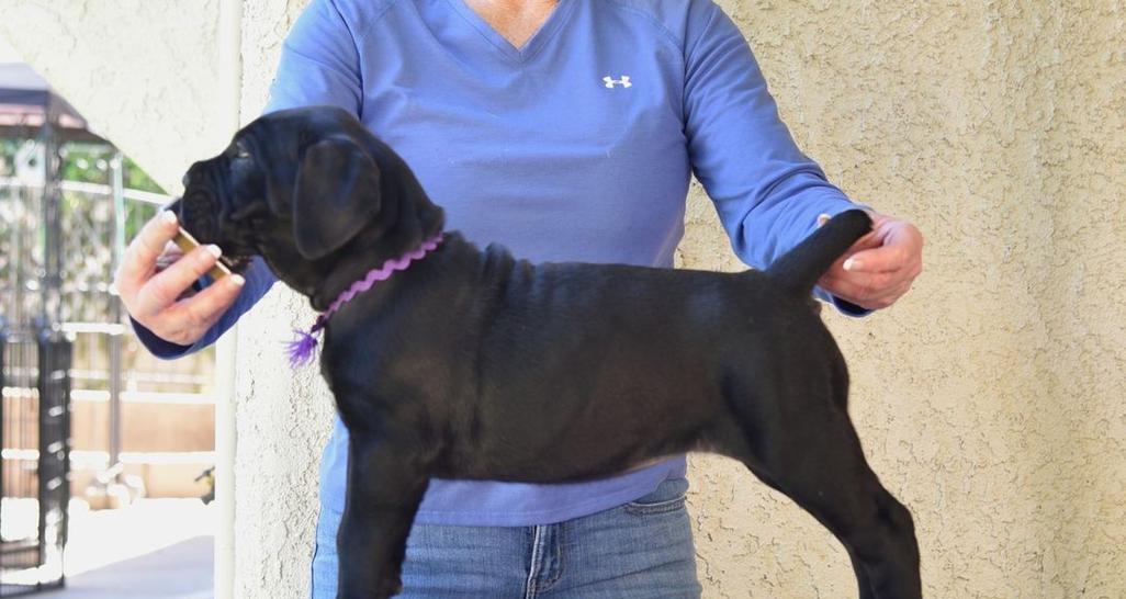 以养卡斯罗还可以养什么犬？（探索适合与卡斯罗相处的其他犬种）(图3)