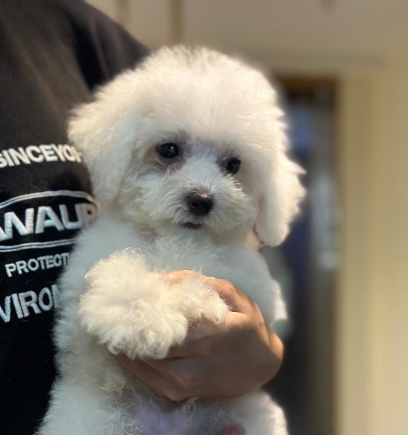 两个月大的比熊的适宜食物及喂养要点（探讨两个月大比熊的饮食习惯、营养需求及健康成长）(图1)